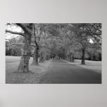 Trees That Never End Photo Print
