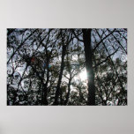 Trees with Gazebo & Sun - Poster posters