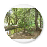 TREESCAPES AT MONTEZUMA'S CASTLE MAGNET