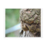 treespirit postcard