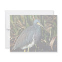 Tri Colored Heron invitations