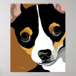 Tri Colour chihuahua posters