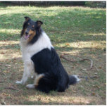 Tri-colour Collie photo sculpture photo sculptures
