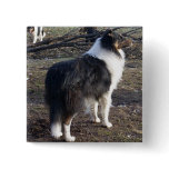 Tri-colour Rough Collie buttons