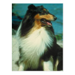 Tri-Coloured Collie Rough Coat Post Card