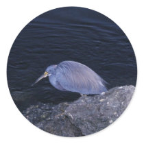 Tri-coloured Heron Sticker