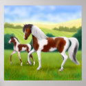Tri Coloured Paint Horse and Foal Poster posters