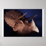 Triceratops  posters