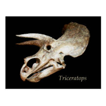 Triceratops Skull Postcard