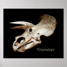 Triceratops Skull Poster