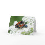 Trichodes apiarius cards