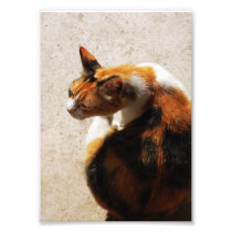 Tricolor Cat Photo