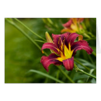 Tricolor Lily