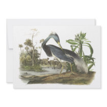 Tricolored Heron, John Audubon Announcement
