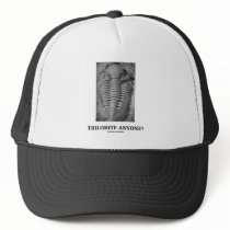 Trilobite Anyone? (Fossilised Trilobite)