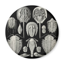Trilobite! Fridge Magnet
