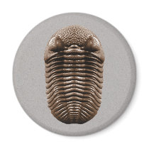 Trilobite Magnet