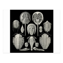 Trilobite! Post Cards