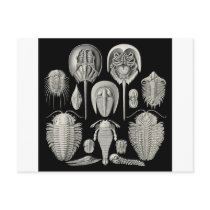 Trilobite! Post Cards