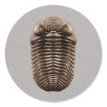 Trilobite Sticker