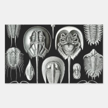 Trilobites and Fossils in Black and White Rectangle Sticker
