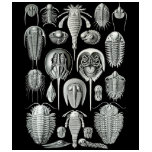 Trilobites and Sea Scorpions t-shirts