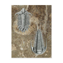 Trilobites Postcards