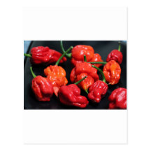 Trinidad Scorpion Hottest Chilli Postcards