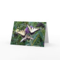 trio butterflys cards