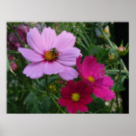 Trio of Cosmos