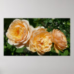 Trio of Peach Roses Print