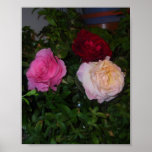 Trio of Roses Poster