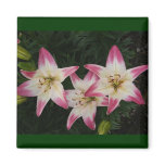 Triple Lily ~ magnet