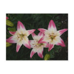Triple Lily ~ postcard