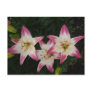 Triple Lily ~ postcard