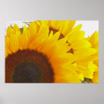Triple Sunflower posters