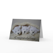 triplet bears congratulations greeting card