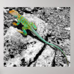 Trippiguana