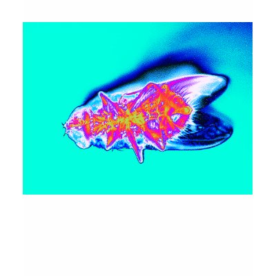 Trippy Dead Fly 3 by KLM Shirt by Kenny42077