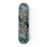 Triton's trumpet (Charonia tritonis) Shell skateboards