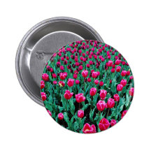 Triumph tulips  flowers buttons