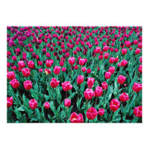 Triumph tulips  flowers personalized invites
