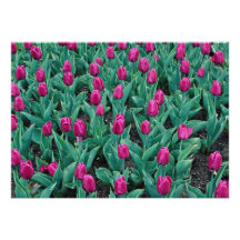 Triumph tulips, hot pink custom invite