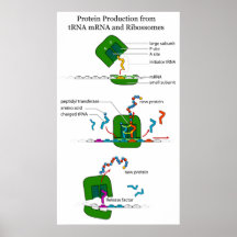 tRNA mRNA Ribosome Function in Protein Translation Posters