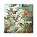 Trochilidae Hummingbirds, Ernst Haeckel