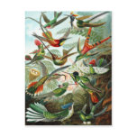 Trochilidae Hummingbirds, Ernst Haeckel