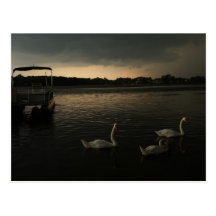 Trois swans Postcard