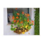 Tropaeolum majus postcard