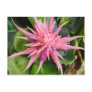 Tropical Beauty Postcard