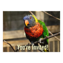 Tropical Bird Invitation Lorikeet Parakeet